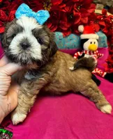 Reesey 🥜, a male Shih Tzu for sale in Laurel, DE – Photo 3 of 7