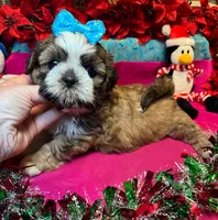 Reesey 🥜, a male Shih Tzu for sale in Laurel, DE – Photo 1 of 7
