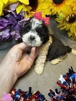 Molly, a female Shihpoo for sale in Laurel, DE – 1 of 3