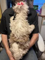 Luna 🌖, a female Shih Tzu for sale in Laurel, DE – 2 of 6