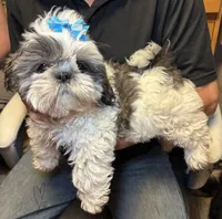 Sushi 🍱 , a male Shih Tzu for sale in Laurel, DE – 5 of 7
