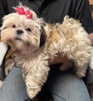 Luna 🌖, a female Shih Tzu for sale in Laurel, DE – 3 of 6