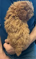 Rosey🌹, a female Poodle - Toy  for sale in Laurel, DE – 2 of 5