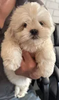 Coconut Creme🥥, a male Shih Tzu for sale in Laurel, DE – 4 of 4