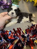 Teddy, a male Shihpoo for sale in Laurel, DE – 4 of 4