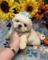Flash, a male Shih Tzu for sale in Laurel, DE – 4 of 7