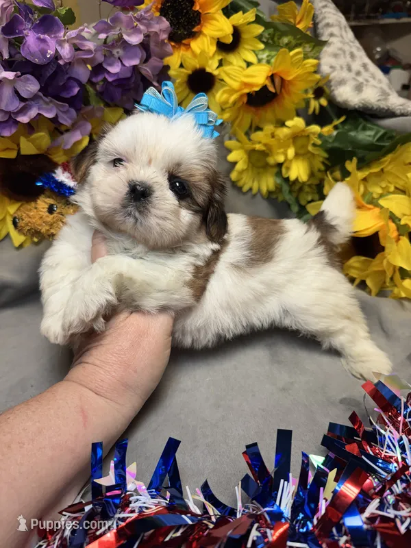 Raphael – Shih Tzu puppy for sale in Laurel, DE