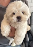 Coconut Creme🥥, a male Shih Tzu for sale in Laurel, DE – 3 of 4