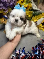 Raphael, a male Shih Tzu for sale in Laurel, DE – 5 of 5