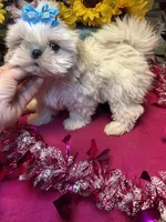 Snowy❄️, a male Shih Tzu for sale in Laurel, DE – Photo 5 of 6
