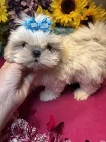 Snowy❄️, a male Shih Tzu for sale in Laurel, DE – Photo 1 of 6