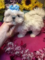 Snowy❄️, a male Shih Tzu for sale in Laurel, DE – Photo 4 of 6