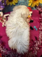 Snowy❄️, a male Shih Tzu for sale in Laurel, DE – Photo 2 of 6