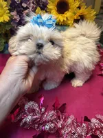 Snowy❄️, a male Shih Tzu for sale in Laurel, DE – Photo 6 of 6