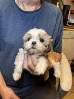 Sophie🌸 , a female Shih Tzu for sale in Laurel, DE – 4 of 6