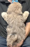 Cinnamon, a male Shih Tzu for sale in Laurel, DE – 2 of 4