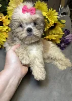 Willow🪾, a female Shih Tzu for sale in Laurel, DE – 5 of 5