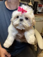 Pearl 🦪, a male Shih Tzu for sale in Laurel, DE – 3 of 8