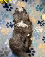 Ace, a male Shih Tzu for sale in Laurel, DE – 2 of 6