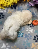 Flash, a male Shih Tzu for sale in Laurel, DE – 2 of 7