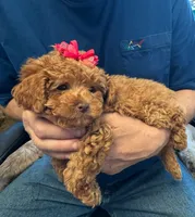 Rosey🌹, a female Poodle - Toy  for sale in Laurel, DE – 4 of 5