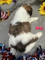 Sophie, a female Shih Tzu for sale in Laurel, DE – 2 of 3
