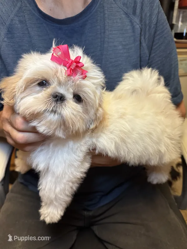 Pearl 🦪 – Shih Tzu puppy for sale in Laurel, DE