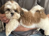 Charmer🍀, a male Shih Tzu for sale in Laurel, DE – 5 of 5