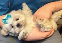 Ollie, a male Shih Tzu for sale in Laurel, DE – Photo 1 of 6