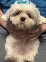 Ollie, a male Shih Tzu for sale in Laurel, DE – Photo 4 of 6