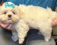 Ollie, a male Shih Tzu for sale in Laurel, DE – Photo 3 of 6