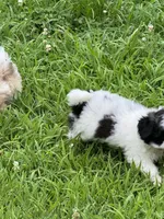 Ollie, a male Shih Tzu for sale in Laurel, DE – Photo 6 of 6