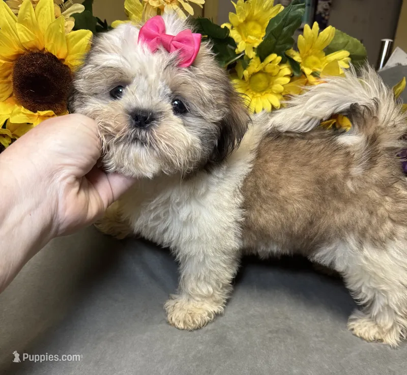 Karma🤩 – Shih Tzu puppy for sale in Laurel, DE
