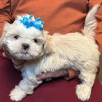 Tofu (Registered ), a male Shih Tzu for sale in Laurel, DE – Photo 6 of 6