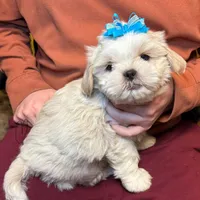 Tofu (Registered ), a male Shih Tzu for sale in Laurel, DE – Photo 2 of 6