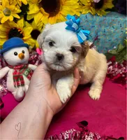 Tiramisu 🍰, a male Shih Tzu for sale in Laurel, DE – Photo 3 of 5