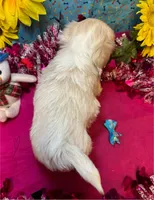 Tiramisu 🍰, a male Shih Tzu for sale in Laurel, DE – Photo 5 of 5