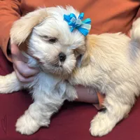 Tofu (Registered ), a male Shih Tzu for sale in Laurel, DE – Photo 4 of 6