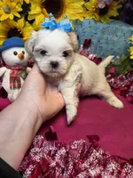 Tiramisu 🍰, a male Shih Tzu for sale in Laurel, DE – Photo 4 of 5