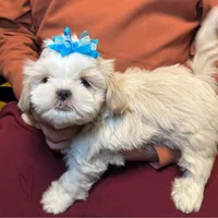 Tofu (Registered ), a male Shih Tzu for sale in Laurel, DE – Photo 5 of 6