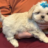 Tofu (Registered ), a male Shih Tzu for sale in Laurel, DE – Photo 3 of 6