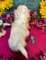 Tiramisu 🍰, a male Shih Tzu for sale in Laurel, DE – Photo 2 of 5