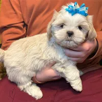 Tofu (Registered ), a male Shih Tzu for sale in Laurel, DE – Photo 1 of 6