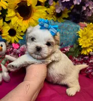 Tiramisu 🍰, a male Shih Tzu for sale in Laurel, DE – Photo 1 of 5