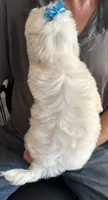 Coconut Creme🥥, a male Shih Tzu for sale in Laurel, DE – 2 of 4