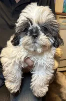 Happy 😃 , a male Shih Tzu for sale in Laurel, DE – 3 of 5