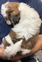 Sophie🤩, a female Shih Tzu for sale in Laurel, DE – 2 of 5