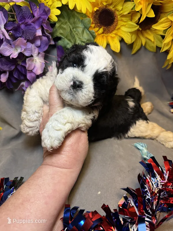 Charlie – Shihpoo puppy for sale in Laurel, DE