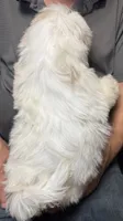 Ice Cube🧊, a male Shih Tzu for sale in Laurel, DE – 2 of 4