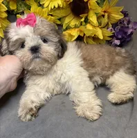 Karma🤩, a female Shih Tzu for sale in Laurel, DE – 4 of 6